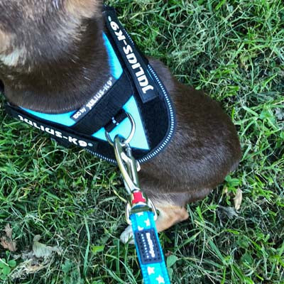 Julius K9 IDC Powerharness for Puppies and Chihuahuas Aquamarine - My Chi and Me