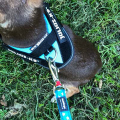 Julius K9 IDC Powerharness for Puppies and Chihuahuas Aquamarine - My Chi and Me