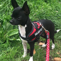 Julius K9 IDC Powerharness for Puppies and Chihuahuas Red - My Chi and Me
