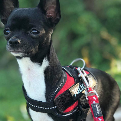 Julius K9 IDC Powerharness for Puppies and Chihuahuas Red - My Chi and Me