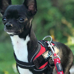 Julius K9 IDC Powerharness for Puppies and Chihuahuas Red - My Chi and Me