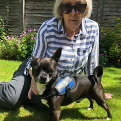 Julius K9 IDC Powerharness for Puppies and Chihuahuas Blue - My Chi and Me