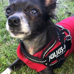 Julius K9 IDC Powerharness for Puppies and Chihuahuas Red - My Chi and Me