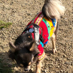 Julius K9 IDC Powerharness for Puppies and Chihuahuas Red - My Chi and Me