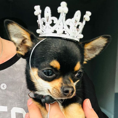 Platinum Effect Mini Crown for chihuahuas and Small Dogs