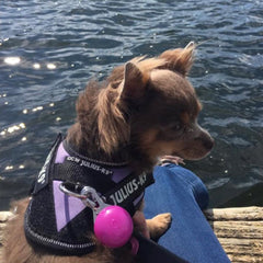 Julius K9 IDC Powerharness for Puppies and Chihuahuas Purple - My Chi and Me