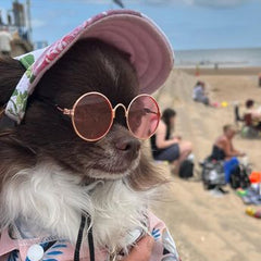 Small Dog Sunglasses Chihuahuas Shades 8 COLOURS