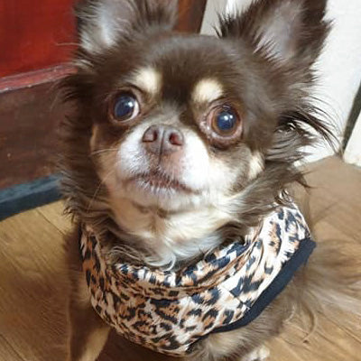 Premium Leopard Print Water Resistant Padded Gilet Style Coat Chihuahua or Small Dog - My Chi and Me