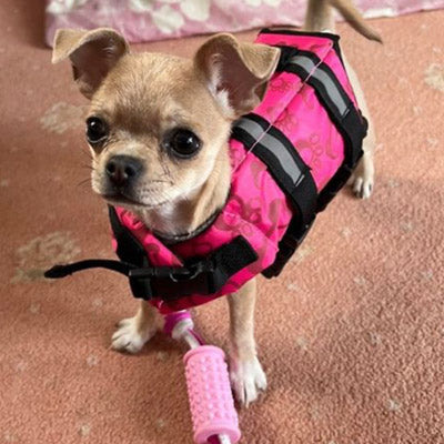 Pet Life Jacket Buoyancy Aid for Chihuahuas or Small Dogs Pink