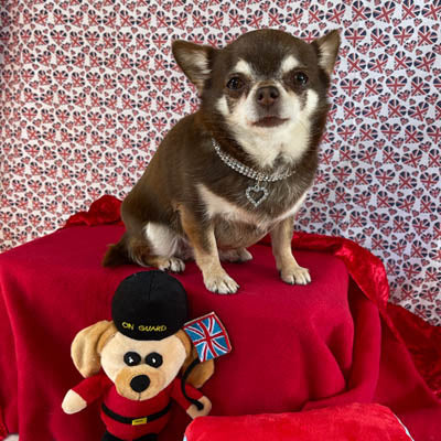 Verity Premium Bling Chihuahua Small Dog Necklace Faux Crystal Collar