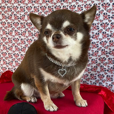 Verity Premium Bling Chihuahua Small Dog Necklace Faux Crystal Collar