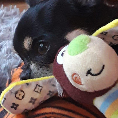 Chihuahua or Small Dog Plush Toy with Squeaker Louis Chihuahua Clothes and Accessories at My Chi and Me