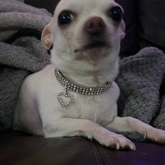 Verity Premium Bling Chihuahua Small Dog Necklace Faux Crystal Collar