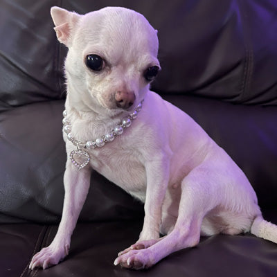 Audrey Chihuahua Small Dog Creamy White Bling Necklace Faux Pearl and Diamante Heart Collar