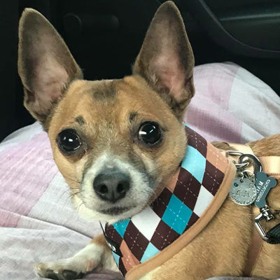 Argyle Brown Blue and Aqua Harness by Urban Pup - My Chi and Me