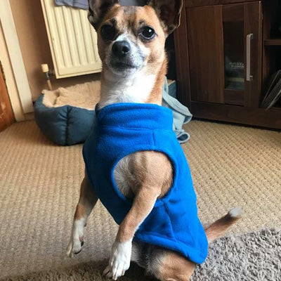 Chihuahua or Small Dog Fleece Jumper with D Rings For Leash Blue - My Chi and Me