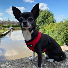 Puppia Soft Mesh Small Dog Harness A Red and Black 4 Sizes