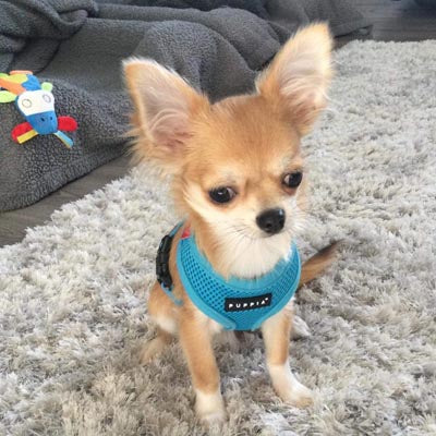 Puppia Soft Mesh Small Dog Harness A Sky Blue 4 Sizes