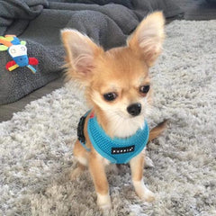 Puppia Soft Mesh Small Dog Harness A Sky Blue 4 Sizes