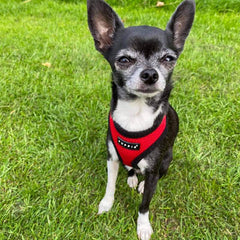 Puppia Soft Mesh Small Dog Harness A Red and Black 4 Sizes