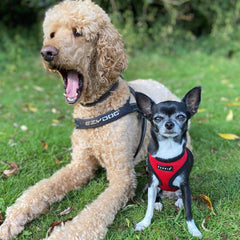 Puppia Soft Mesh Small Dog Harness A Red and Black 4 Sizes