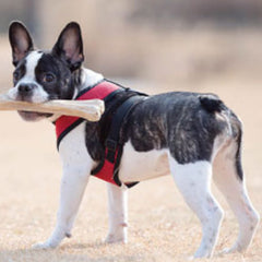 Puppia Soft Mesh Small Dog Harness A Red and Black 3 Sizes