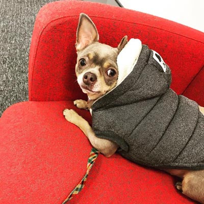 Super Soft Padded Chihuahua or Small Dog Coat Medium Chihuahua Clothes and Accessories at My Chi and Me