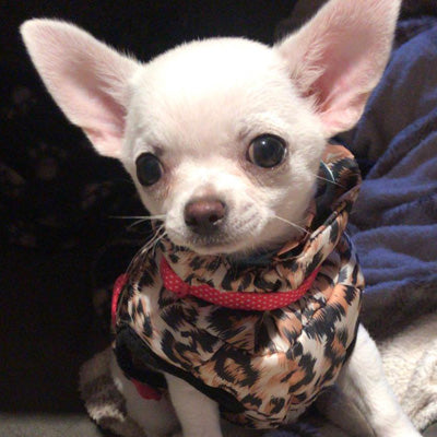 Premium Leopard Print Water Resistant Padded Gilet Style Coat Chihuahua or Small Dog - My Chi and Me