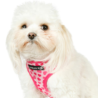 Pink Hearts Harness by Urban Pup - My Chi and Me