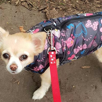 Padded Small Dog Chihuahua Gilet Coat Stars & Hearts - My Chi and Me