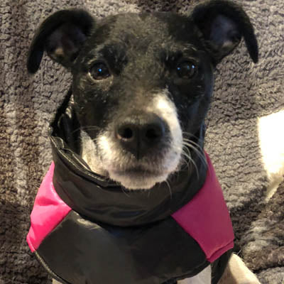 Gilet Style Small Dog Coat Black And Pink - My Chi and Me