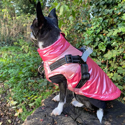 Trekker Premium Sakura Small Dog Coat Inbuilt Harness Pink