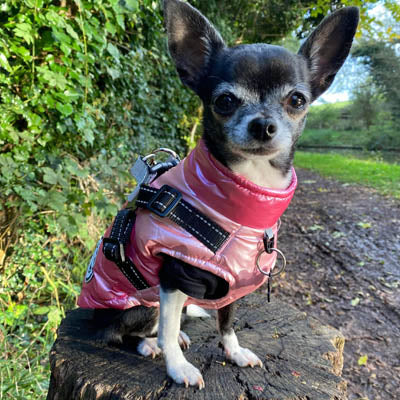 Trekker Premium Sakura Small Dog Coat Inbuilt Harness Pink