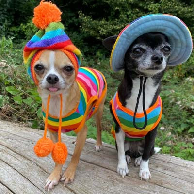 Chihuahua or Small Dog Rainbow Striped Pride T Shirt