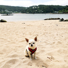 Puppia Soft Mesh Chihuahua Small Dog Harness A Red and Black 3 Sizes Chihuahua Clothes and Accessories at My Chi and Me