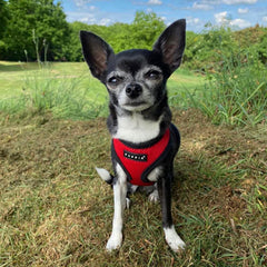 Puppia Soft Mesh Small Dog Harness A Red and Black 4 Sizes