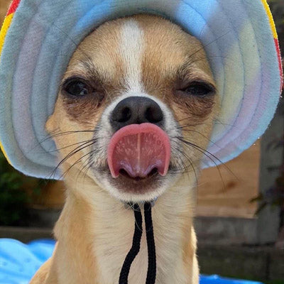 Rainbow Pride NHS Sun Hat for Chihuahua Small Dog or Puppy
