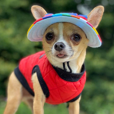 Rainbow Pride NHS Sun Hat for Chihuahua Small Dog or Puppy