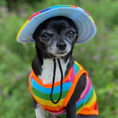 Chihuahua or Small Dog Rainbow Striped Pride T Shirt
