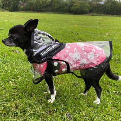 Black Edged Waterproof Raincoat for Chihuahuas and Small Dogs - 4 SIZES