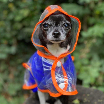 Orange Edged Waterproof Raincoat for Chihuahuas and Small Dogs - 4 SIZES