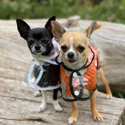 Black Edged Waterproof Raincoat for Chihuahuas and Small Dogs - 4 SIZES