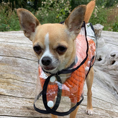 Black Edged Waterproof Raincoat for Chihuahuas and Small Dogs - 4 SIZES