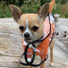 Black Edged Waterproof Raincoat for Chihuahuas and Small Dogs - 4 SIZES