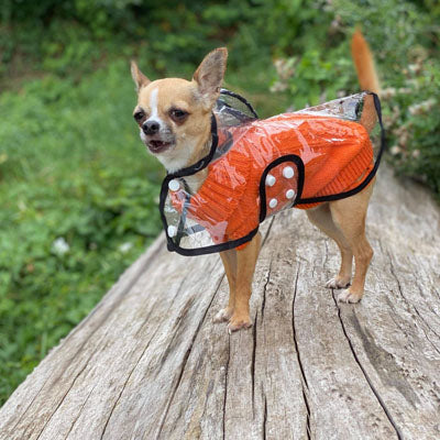 Black Edged Waterproof Raincoat for Chihuahuas and Small Dogs - 4 SIZES