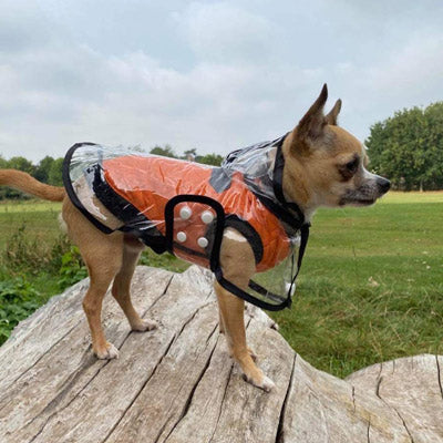 Black Edged Waterproof Raincoat for Chihuahuas and Small Dogs - 4 SIZES