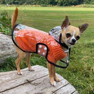 Black Edged Waterproof Raincoat for Chihuahuas and Small Dogs - 4 SIZES