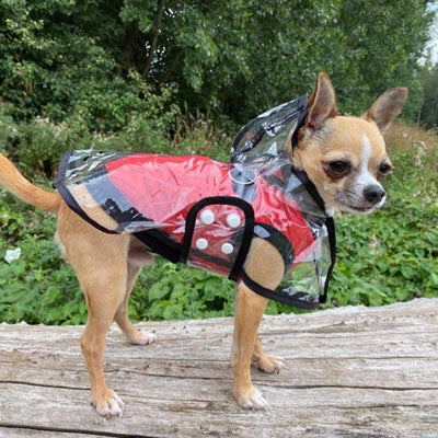 Black Edged Waterproof Raincoat for Chihuahuas and Small Dogs - 4 SIZES