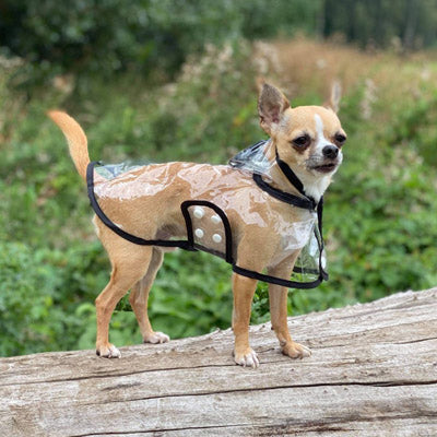 Black Edged Waterproof Raincoat for Chihuahuas and Small Dogs - 4 SIZES