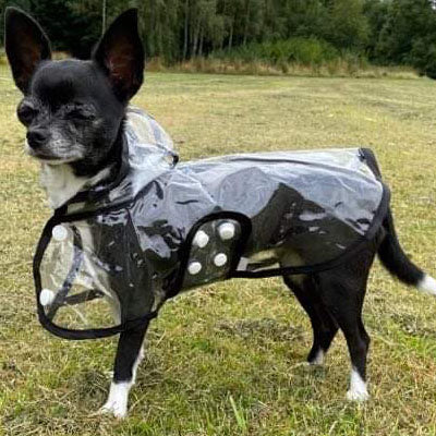 Black Edged Waterproof Raincoat for Chihuahuas and Small Dogs - 4 SIZES